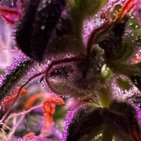 Royal Bluematic growlog timeline photo