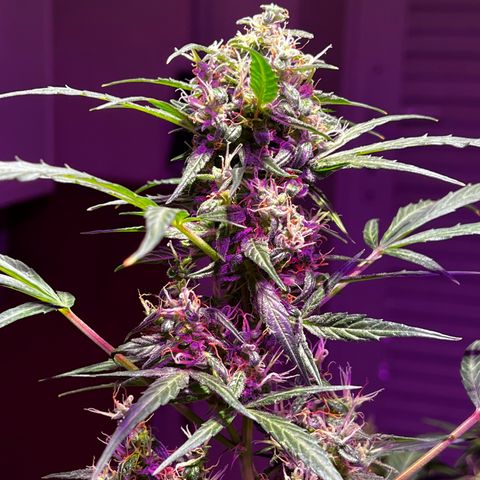 Royal Bluematic growlog timeline photo