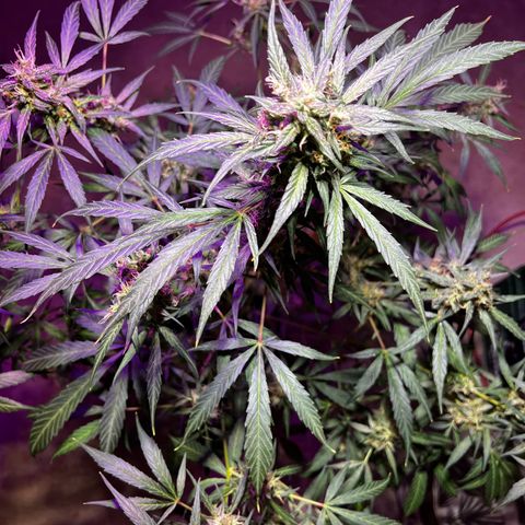 Royal Bluematic growlog timeline photo
