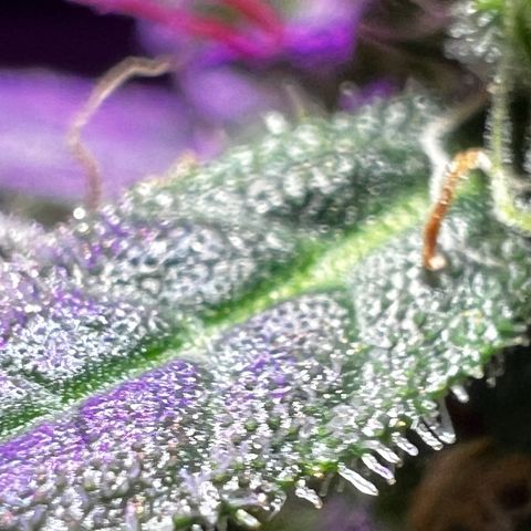 Royal Bluematic growlog timeline photo