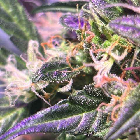 Royal Bluematic growlog timeline photo