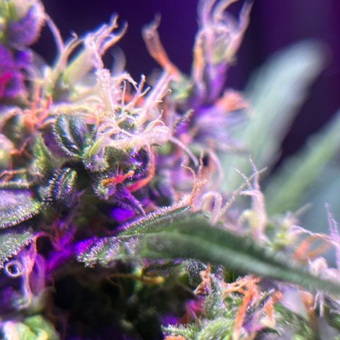 Royal Bluematic growlog timeline photo
