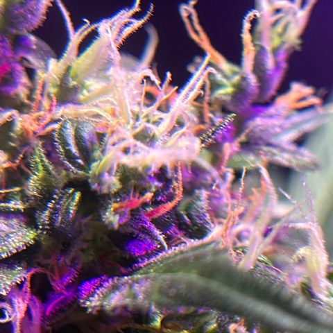 Royal Bluematic growlog timeline photo
