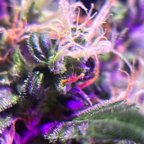 Royal Bluematic growlog timeline photo