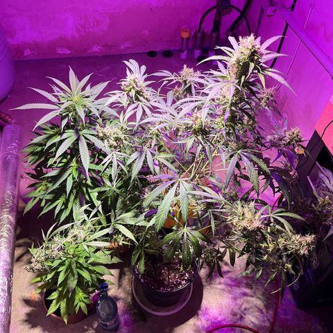 Royal Bluematic growlog timeline photo