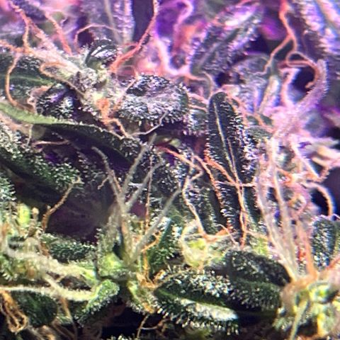 Royal Bluematic growlog timeline photo