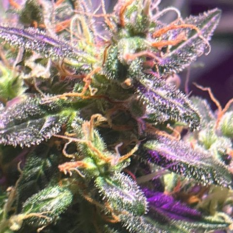 Royal Bluematic growlog timeline photo