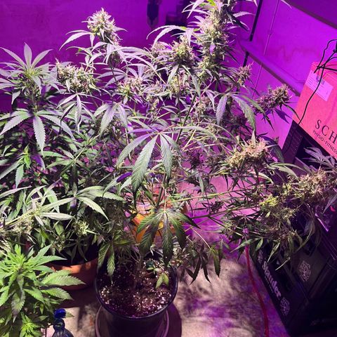 Royal Bluematic growlog timeline photo