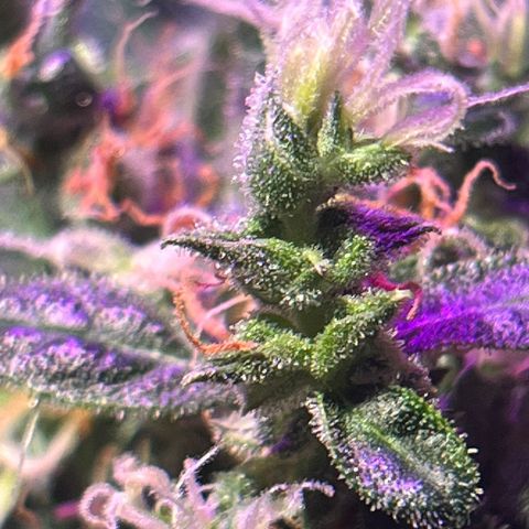 Royal Bluematic growlog timeline photo