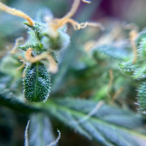 Royal Bluematic growlog timeline photo