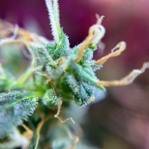 Royal Bluematic growlog timeline photo