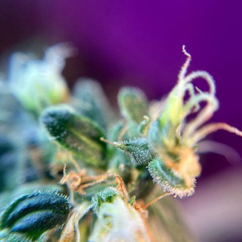 Royal Bluematic growlog timeline photo