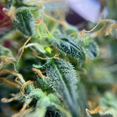 Royal Bluematic growlog timeline photo