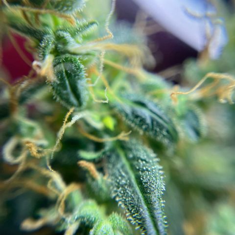 Royal Bluematic growlog timeline photo