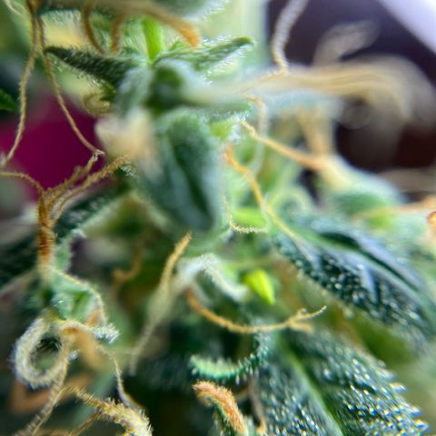 Royal Bluematic growlog timeline photo