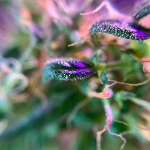 Royal Bluematic growlog timeline photo