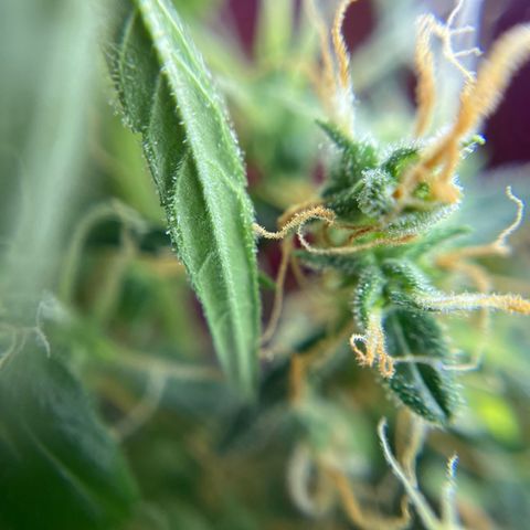 Royal Bluematic growlog timeline photo