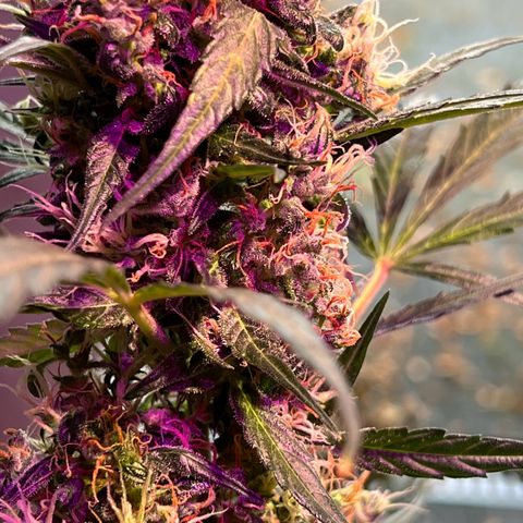 Royal Bluematic growlog timeline photo