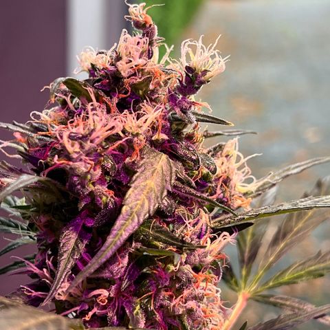 Royal Bluematic growlog timeline photo