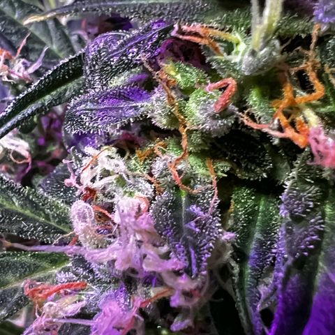 Royal Bluematic growlog timeline photo
