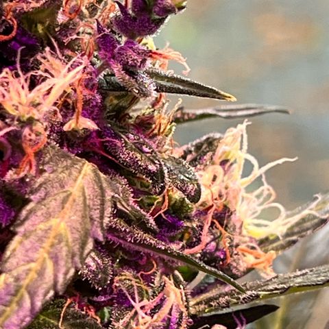 Royal Bluematic growlog timeline photo