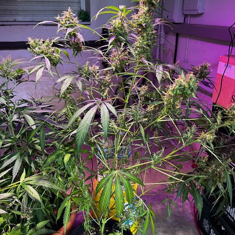 Royal Bluematic growlog timeline photo