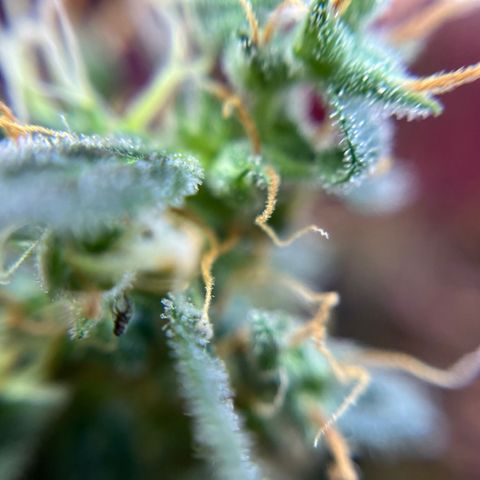 Royal Bluematic growlog timeline photo