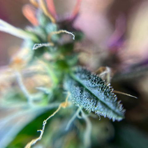 Royal Bluematic growlog timeline photo