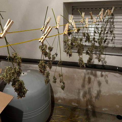 Royal Bluematic growlog timeline photo