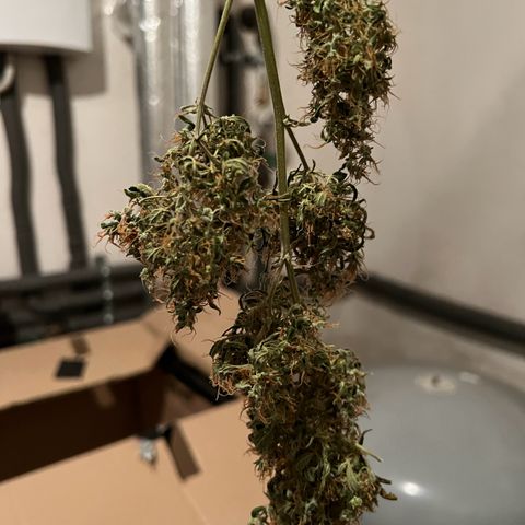 Royal Bluematic growlog timeline photo
