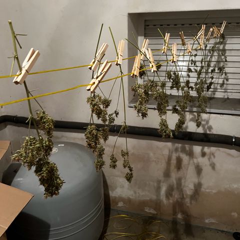 Royal Bluematic growlog timeline photo