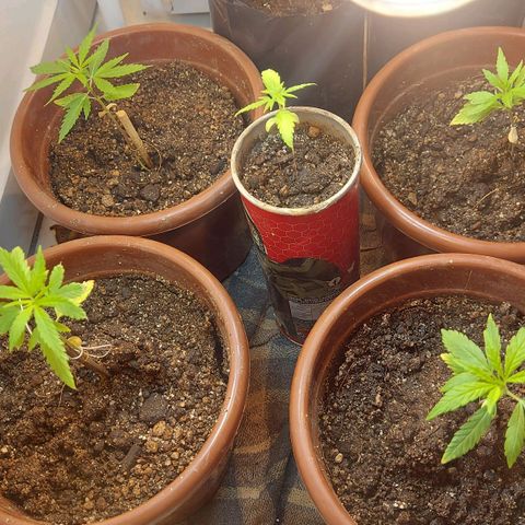 Genética desconhecida growlog timeline photo