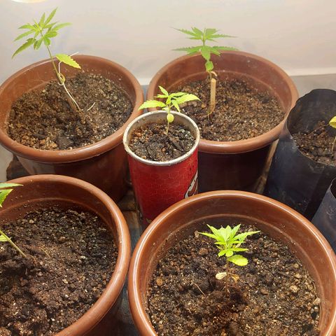 Genética desconhecida growlog timeline photo