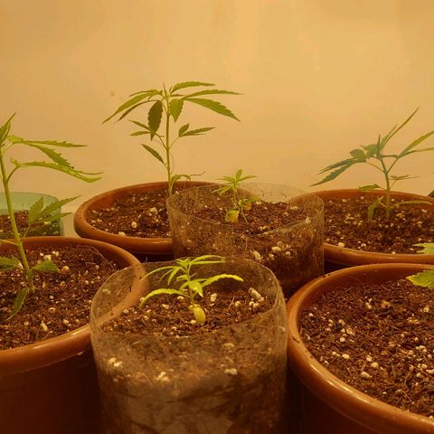 Genética desconhecida growlog photo: Troca de solo
