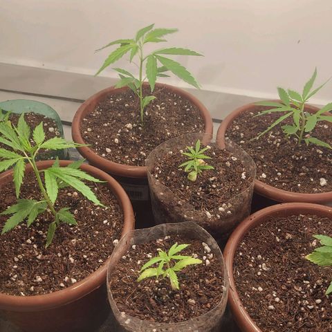 Genética desconhecida growlog photo: Troca de solo