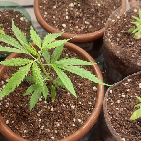 Genética desconhecida growlog photo: Troca de solo