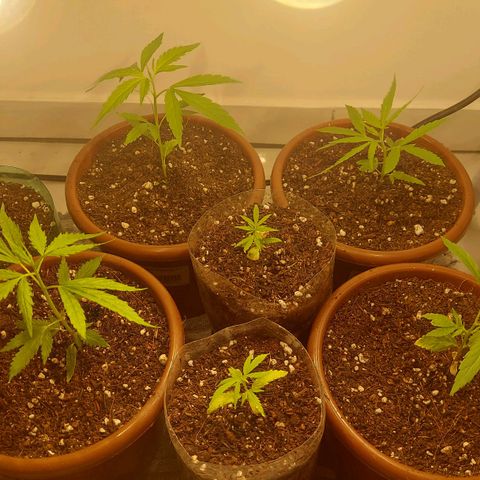 Genética desconhecida growlog photo: Troca de solo