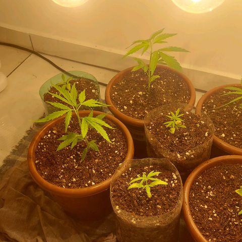 Genética desconhecida growlog photo: Troca de solo
