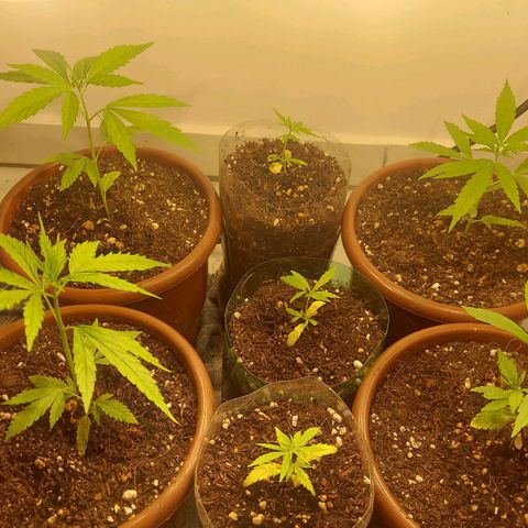 Genética desconhecida growlog timeline photo