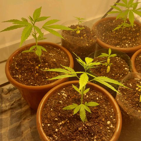 Genética desconhecida growlog timeline photo