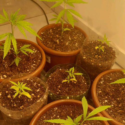 Genética desconhecida growlog timeline photo