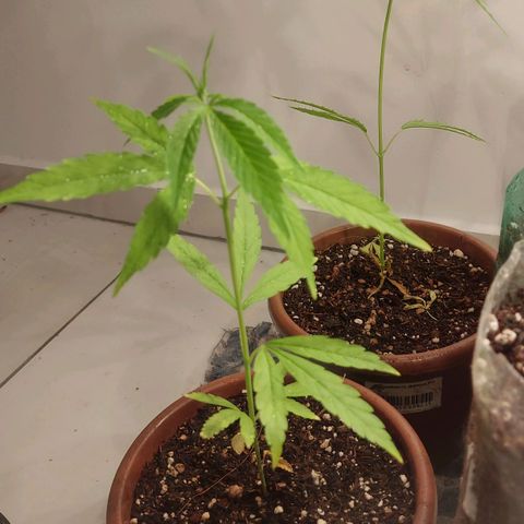 Genética desconhecida growlog timeline photo