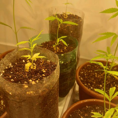 Genética desconhecida growlog timeline photo