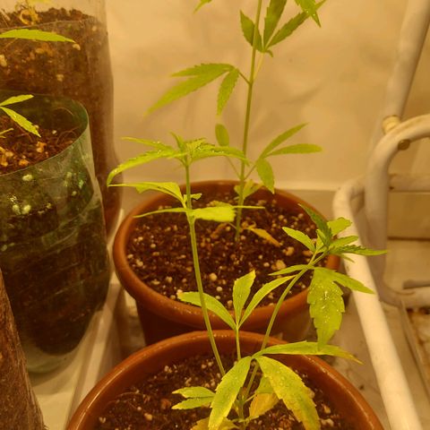 Genética desconhecida growlog timeline photo