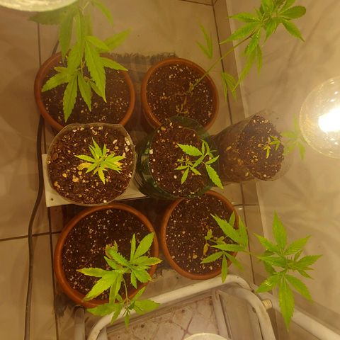 Genética desconhecida growlog timeline photo