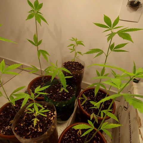 Genética desconhecida growlog timeline photo