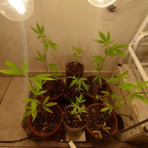 Genética desconhecida growlog timeline photo