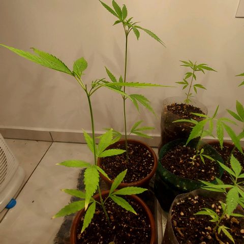 Genética desconhecida growlog timeline photo