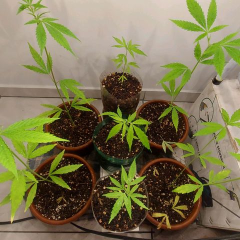 Genética desconhecida growlog timeline photo