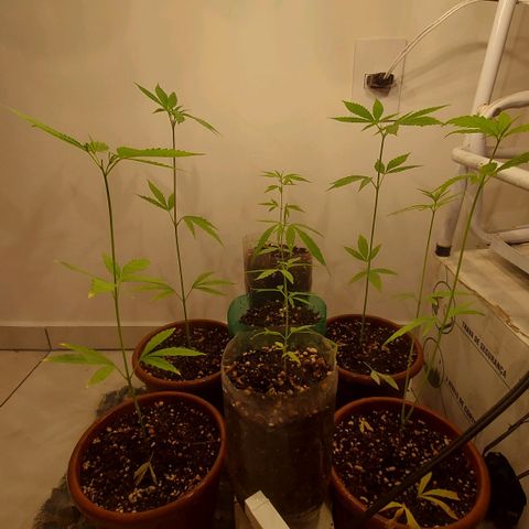 Genética desconhecida growlog timeline photo